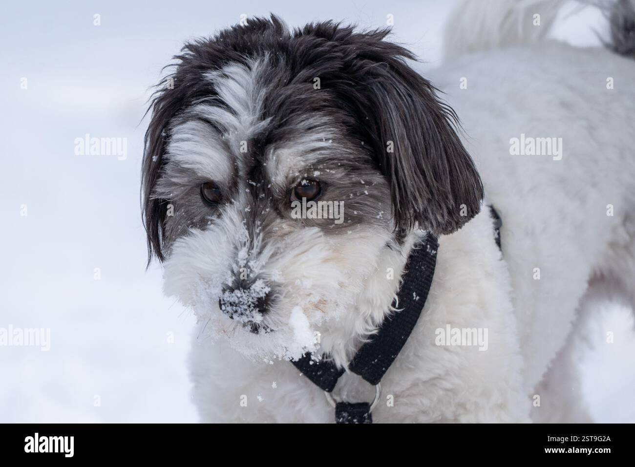 Primo piano di un simpatico cane Havanese bianco e nero in una giornata innevata. Foto Stock