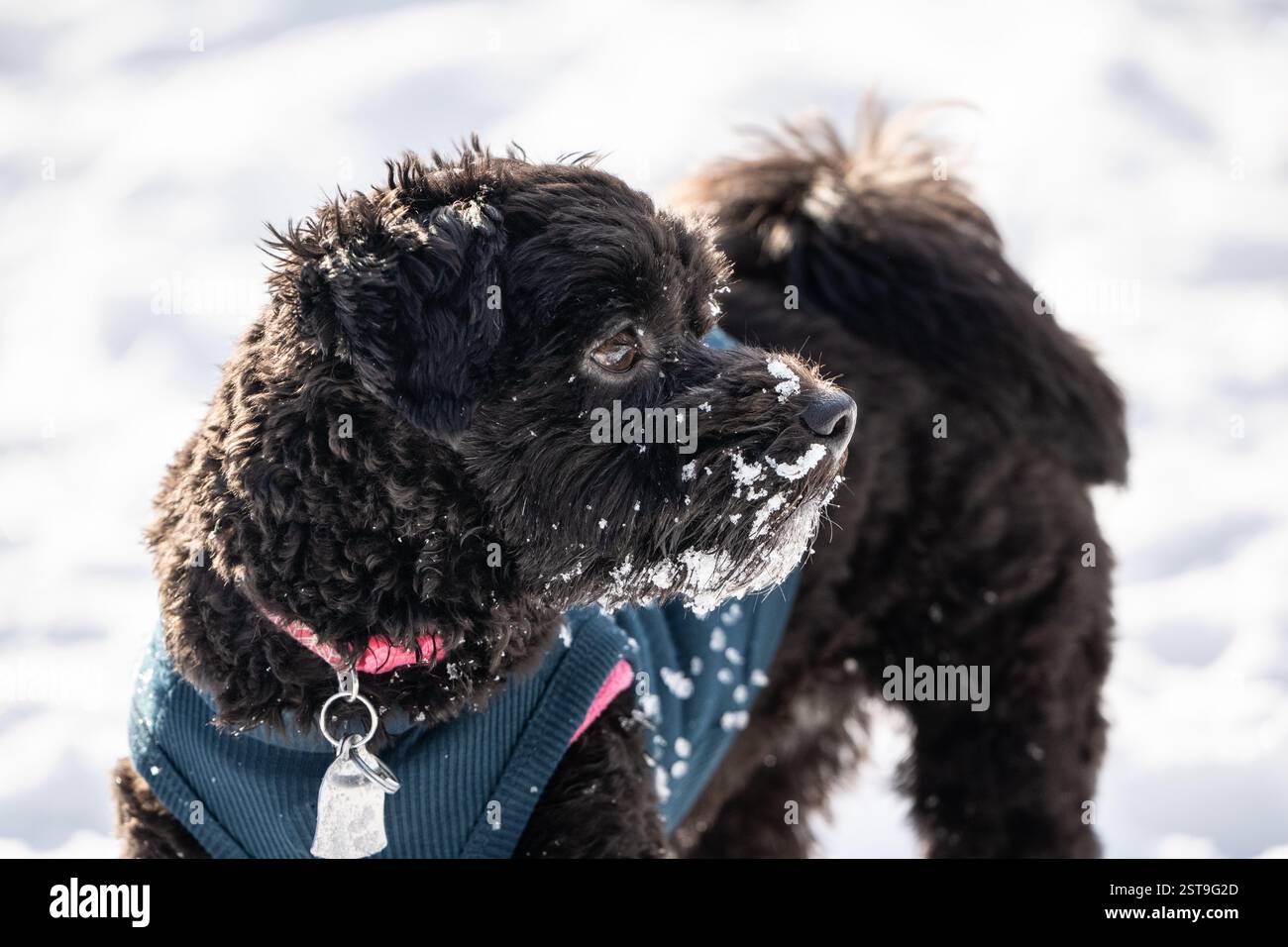 Primo piano ritratto del piccolo cucciolo Havanese in una giornata innevata. Foto Stock