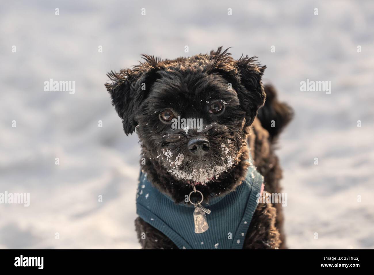 Primo piano ritratto del piccolo cucciolo Havanese in una giornata innevata. Foto Stock