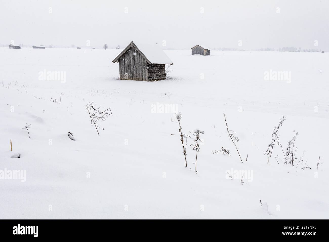 Capanna, capanna di legno, neve, neve, nevicata, inverno, Loisach-Lake Kochel-Moor, colline alpine, Baviera, Germania, Europa Foto Stock