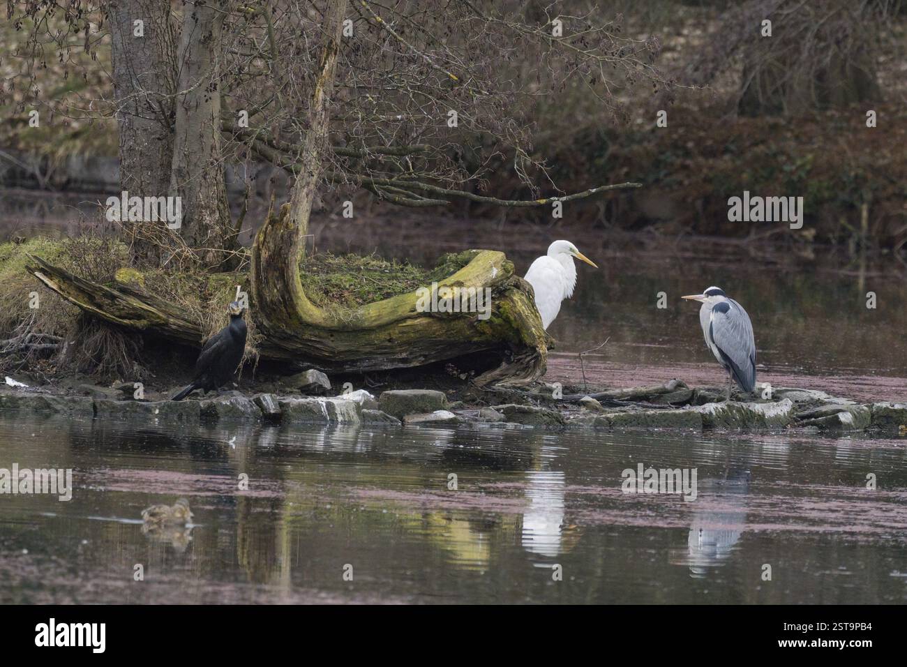 Una grande egret (Ardea alba) e un airone grigio (Ardea cinerea) che si trovano l'una di fronte all'altra da un tronco di albero in un corpo d'acqua calmo con un ambiente naturale Foto Stock