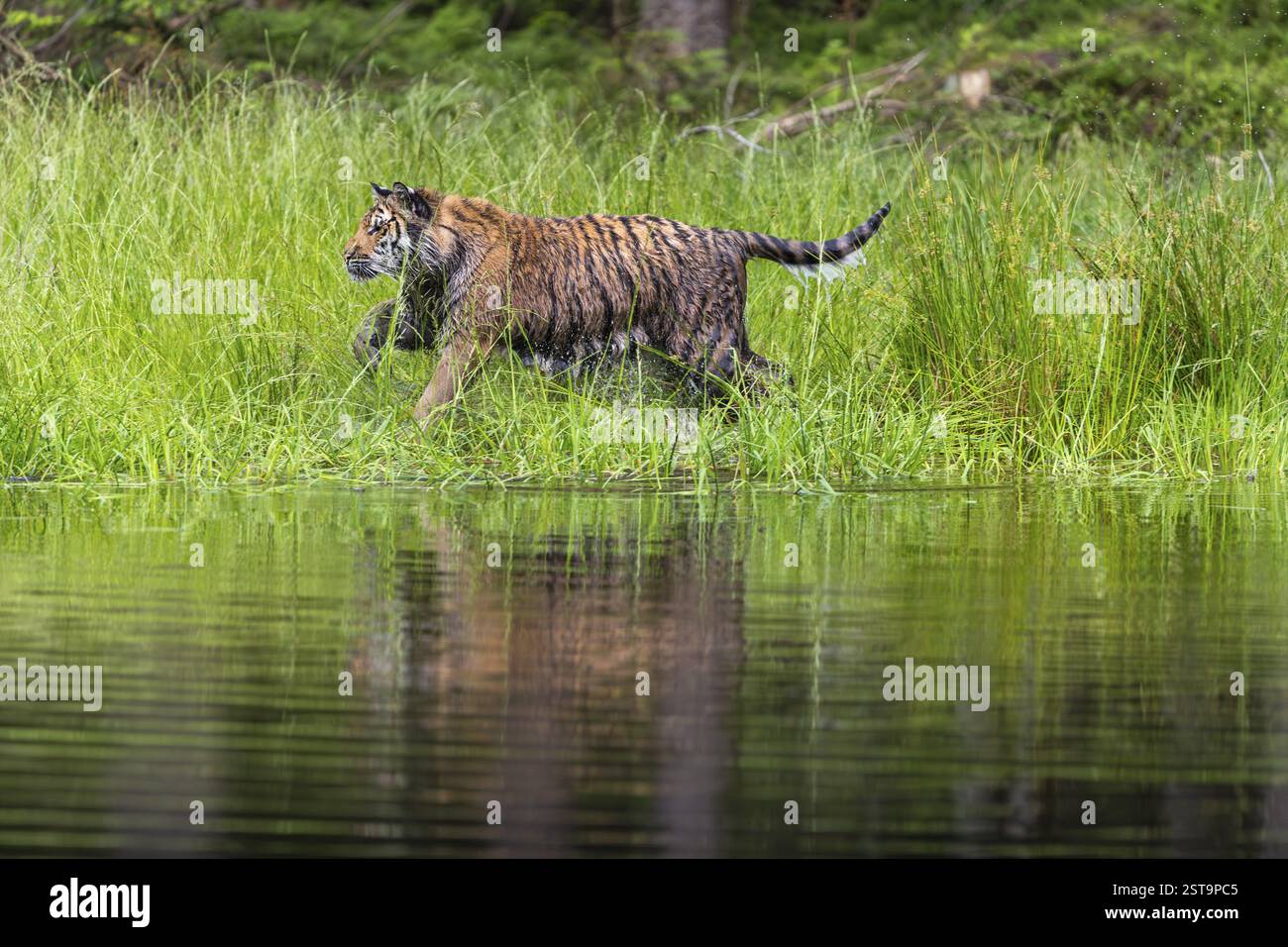 Una giovane tigre siberiana, Panthera tigris altaica, che corre attraverso un'alta erba di canne a riva di uno stagno, cercando di catturare un uccello Foto Stock Una giovane tigre siberiana, Panthera tigris altaica, che corre attraverso un'alta erba di canne a riva di uno stagno, cercando di catturare un uccello Foto Stock