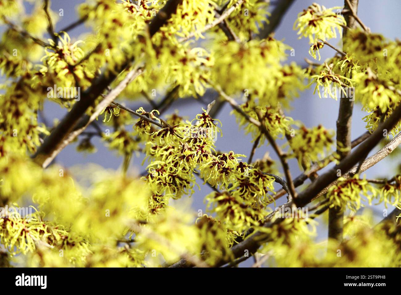 Nocciola strega fiorita (Hamamelis intermedia), inverno, Germania, Europa Foto Stock