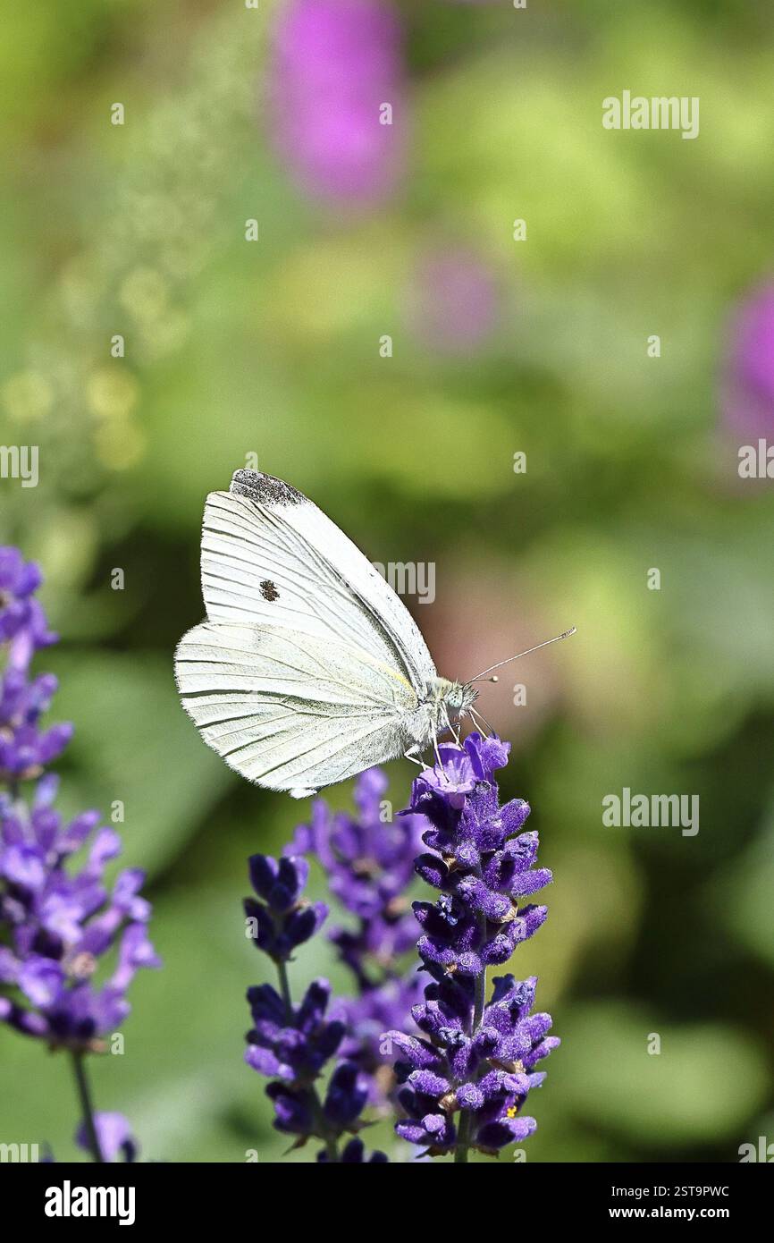 Una farfalla di cavolo (Pieris brassicae) che succhia il nettare sul fiore della lavanda (Lavandula angustifolia), in un ambiente naturale allo stato selvatico, n Foto Stock