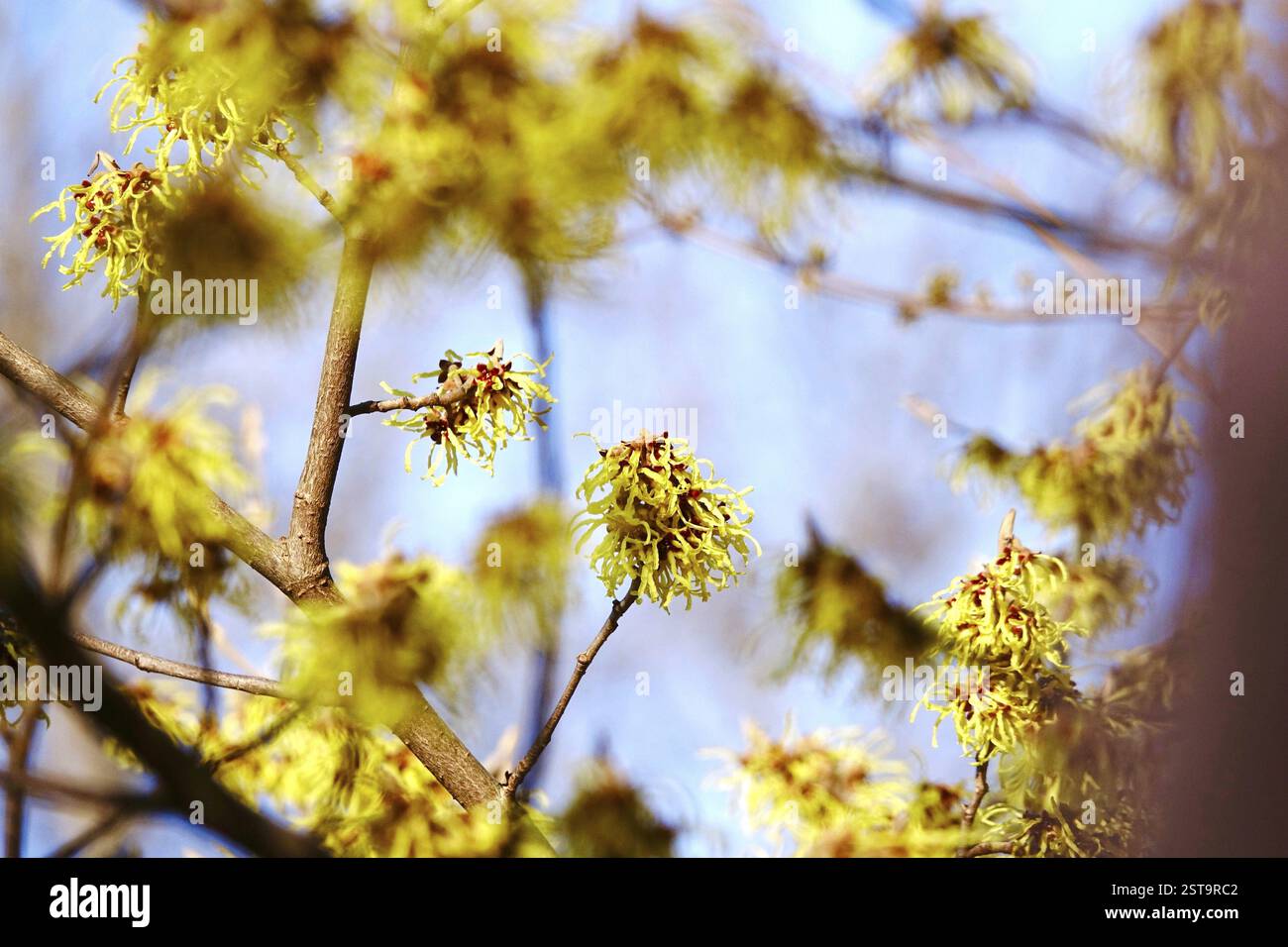 Nocciola strega fiorita (Hamamelis intermedia), inverno, Germania, Europa Foto Stock