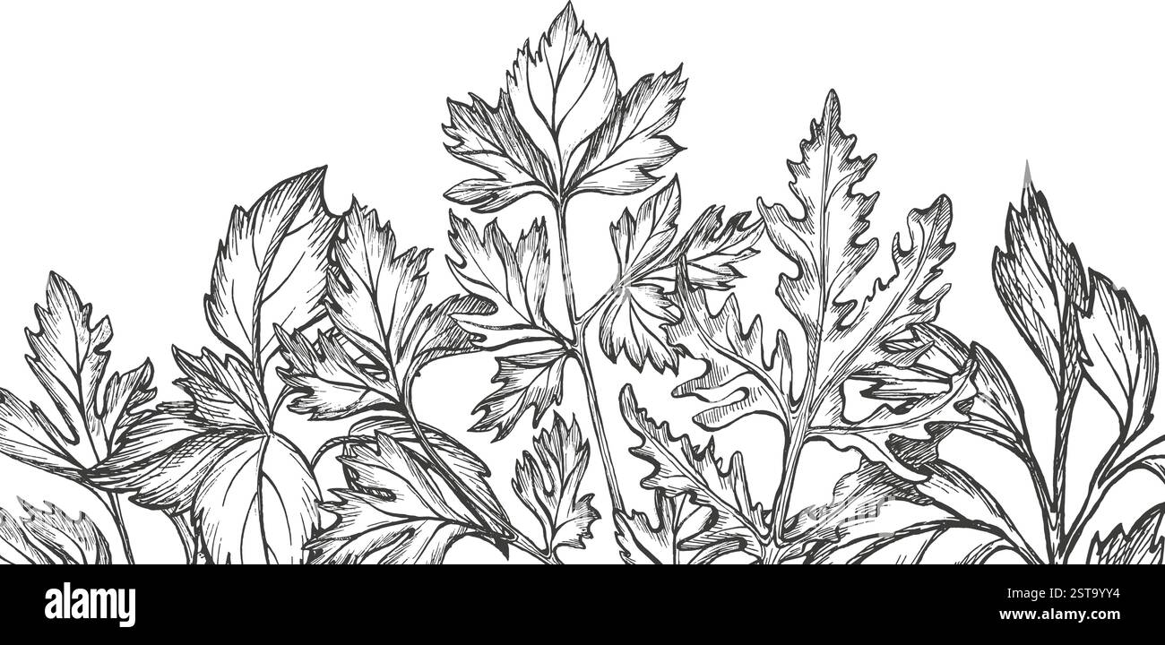 Foglie di basilico e prezzemolo, coriandolo, verdure sane, rucola. Vettore botanico. Illustrazione grafica. Perfetto per il confezionamento Illustrazione Vettoriale