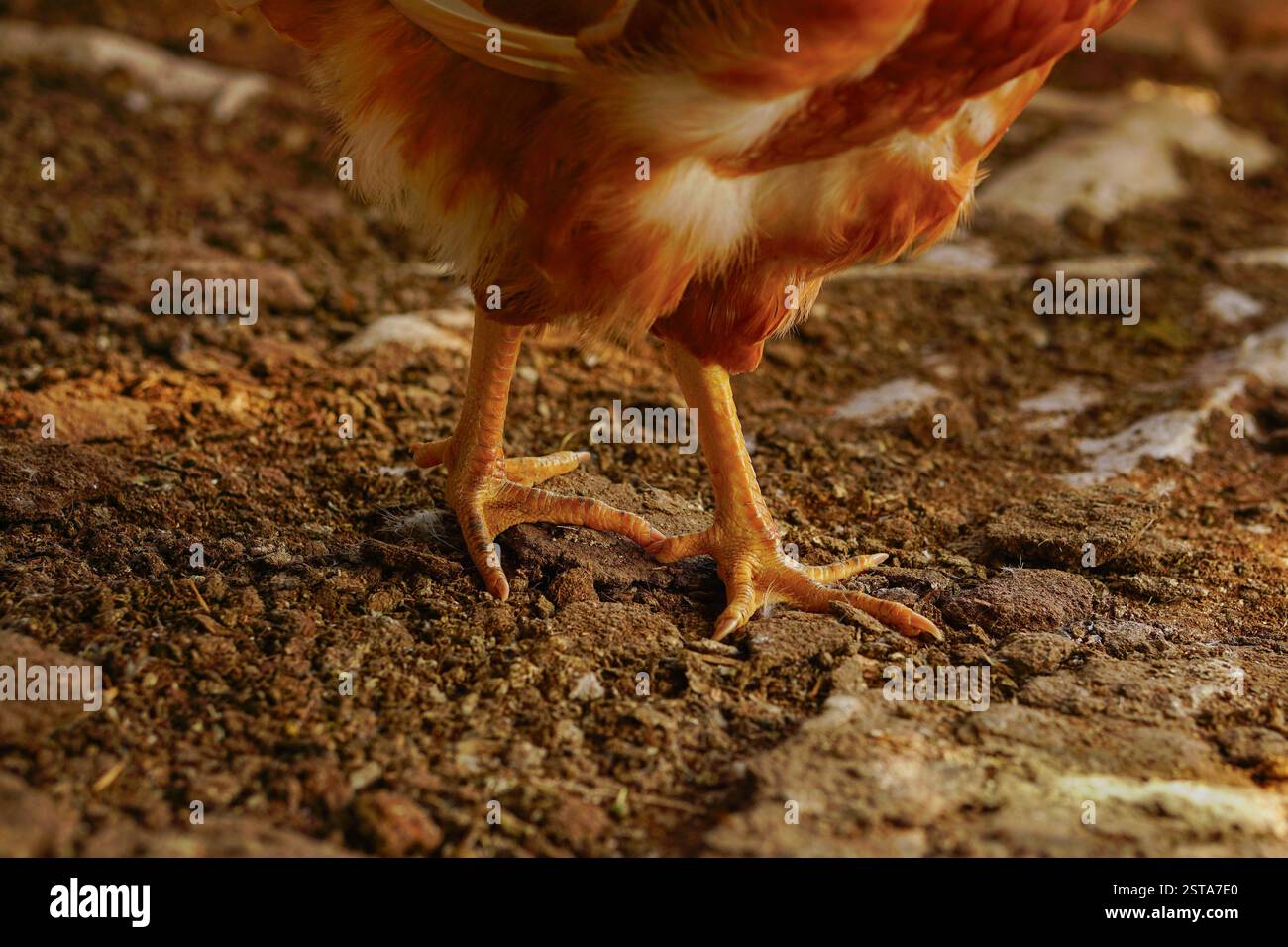 Pedine di pollo vere o zampe di gallina da primo piano Foto Stock