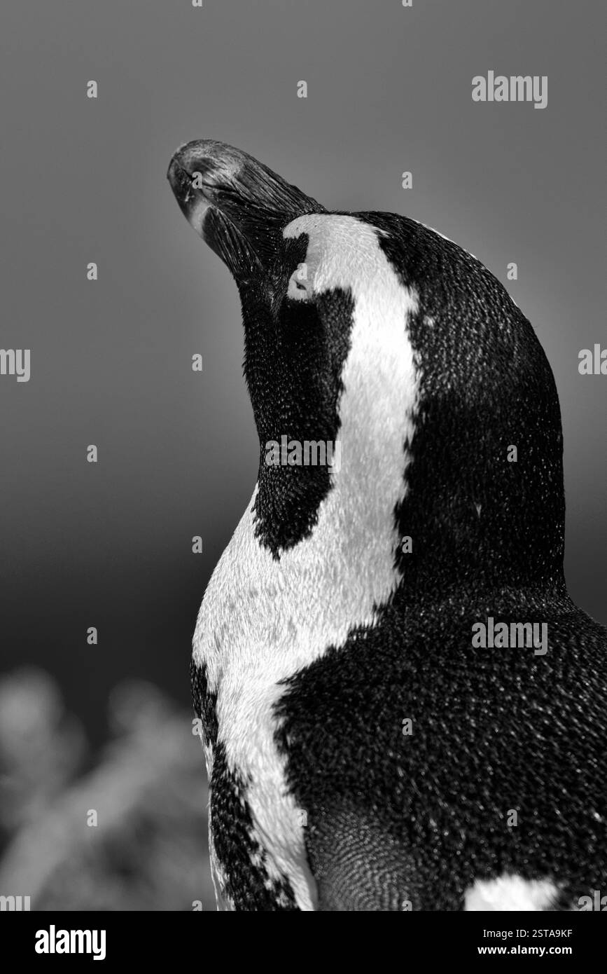 Primo piano di un pinguino sudafricano solitario su una spiaggia in bianco e nero Foto Stock