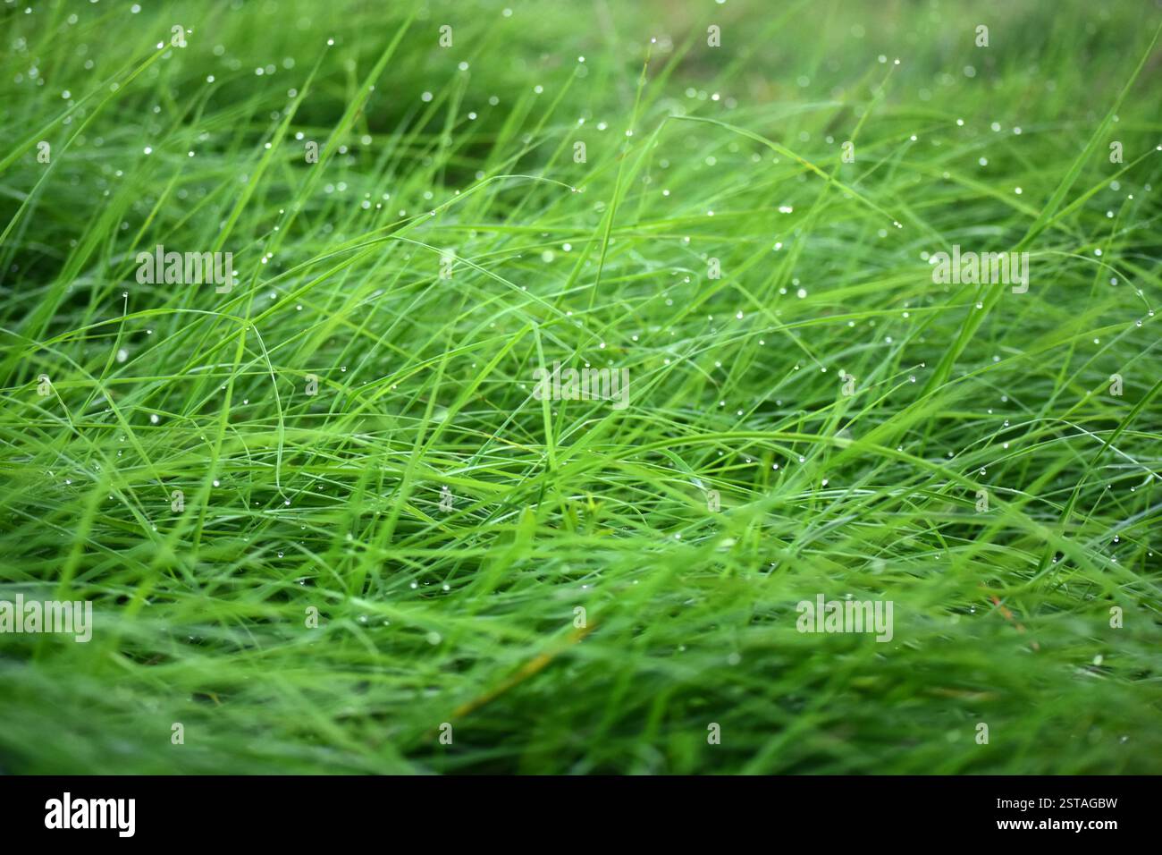 Lame di erba verde con gocce di rugiada mattutine Foto Stock