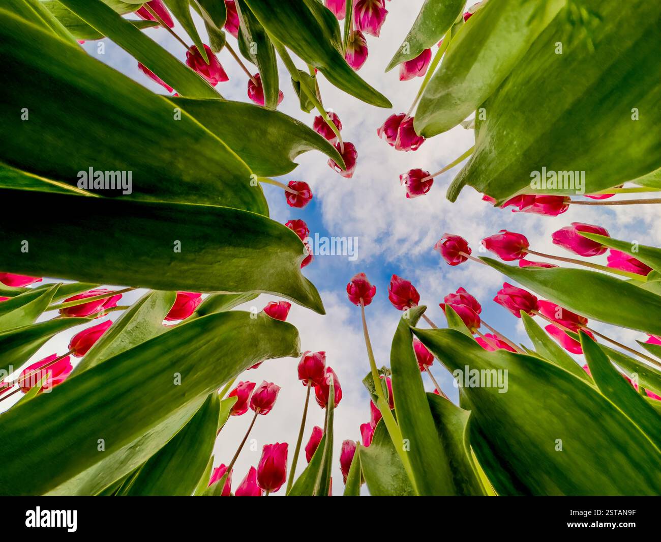 Vista a occhio nudo che guarda verso un gruppo di tulipani rossi contro un cielo blu limpido. Foto Stock