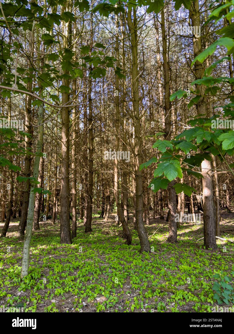 Scenario boschivo incorniciato da tronchi d'albero, con luce solare attenuata e un cielo blu in un primo giorno d'estate Foto Stock