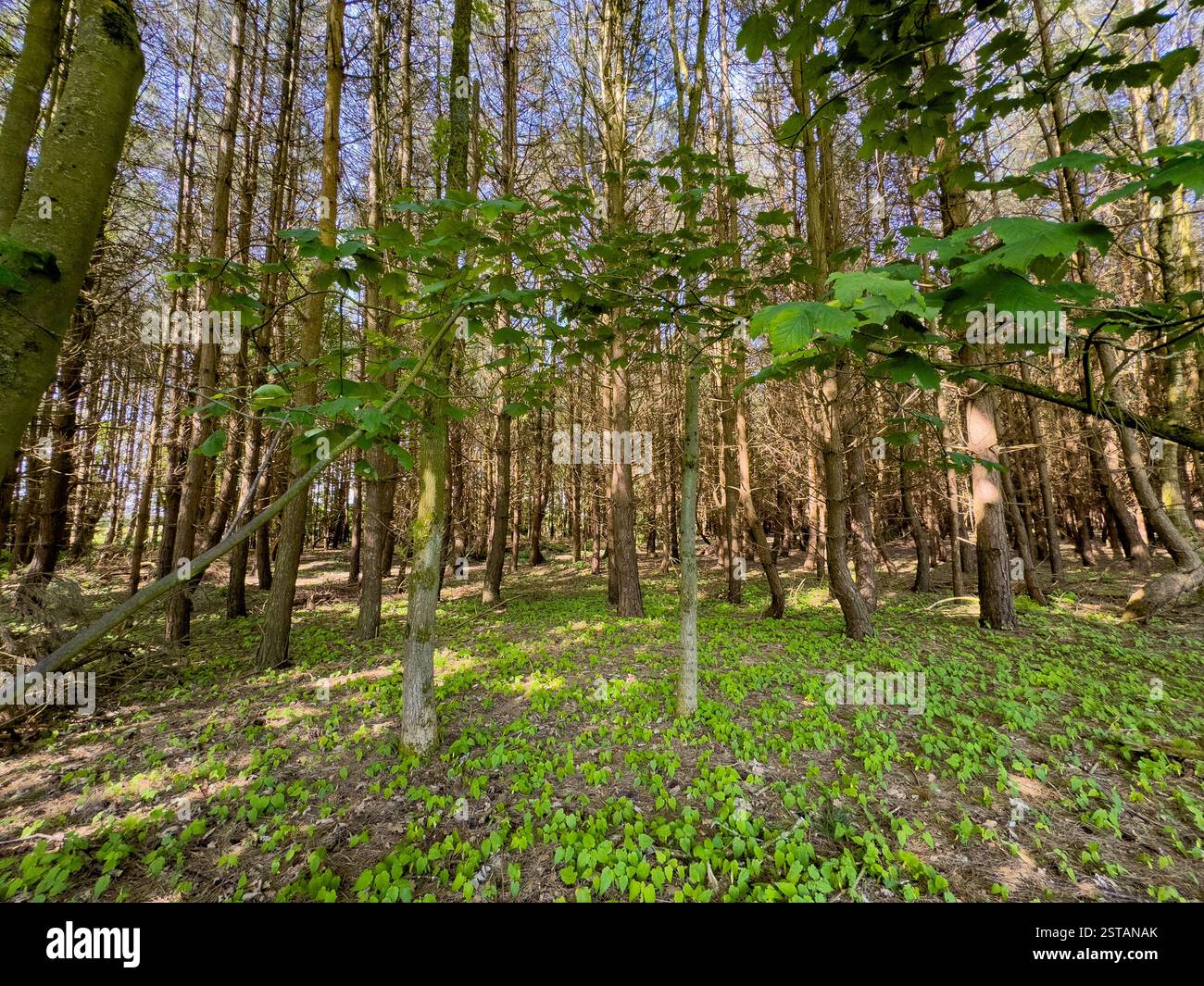 Scenario boschivo incorniciato da tronchi d'albero, con luce solare attenuata e un cielo blu in un primo giorno d'estate Foto Stock