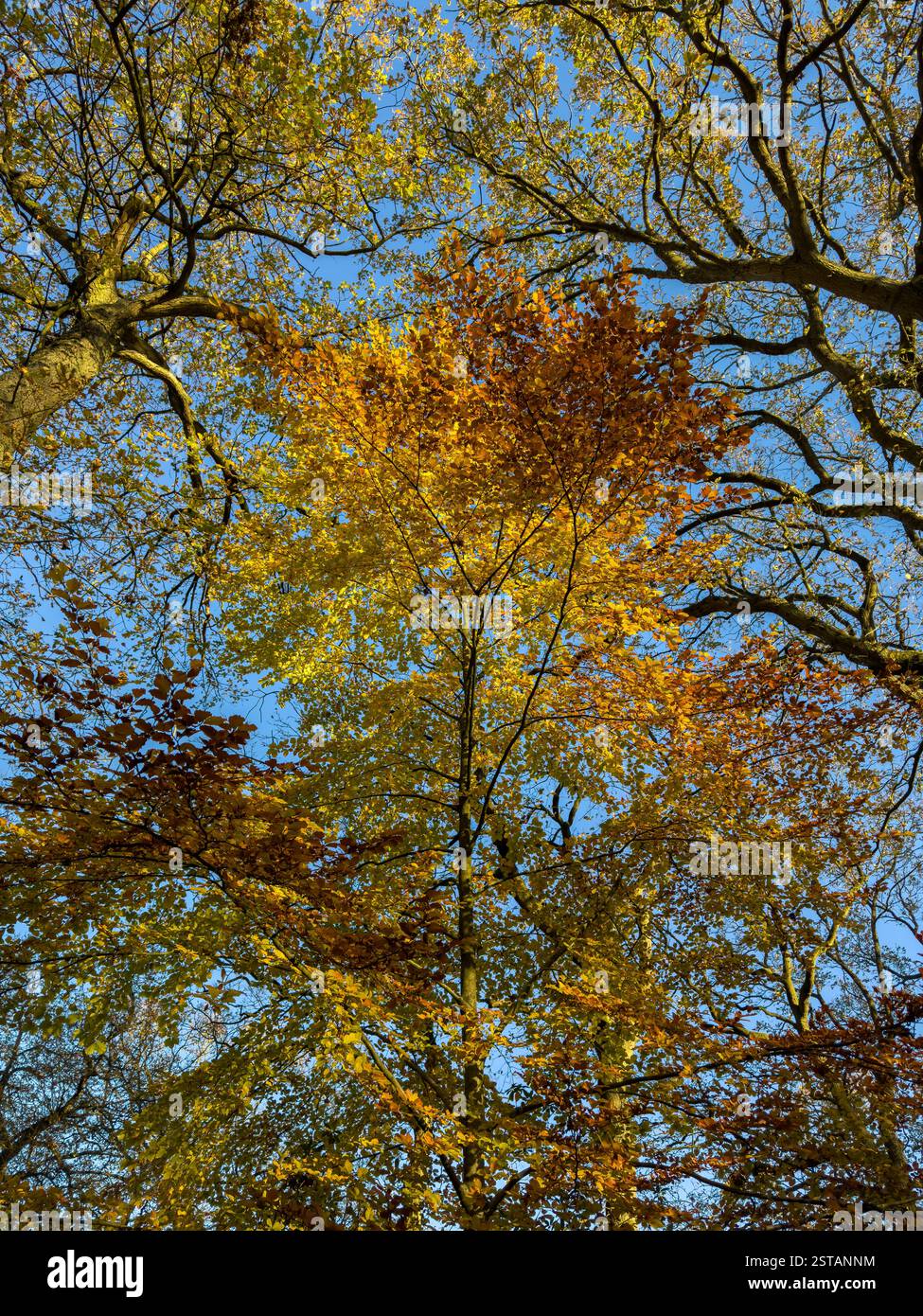 Guardando verso l'alto il baldacchino di un faggio con foglie d'autunno dorate, retroilluminate dal sole, visto contro un cielo blu limpido. York, North Yorkshire, Regno Unito Foto Stock