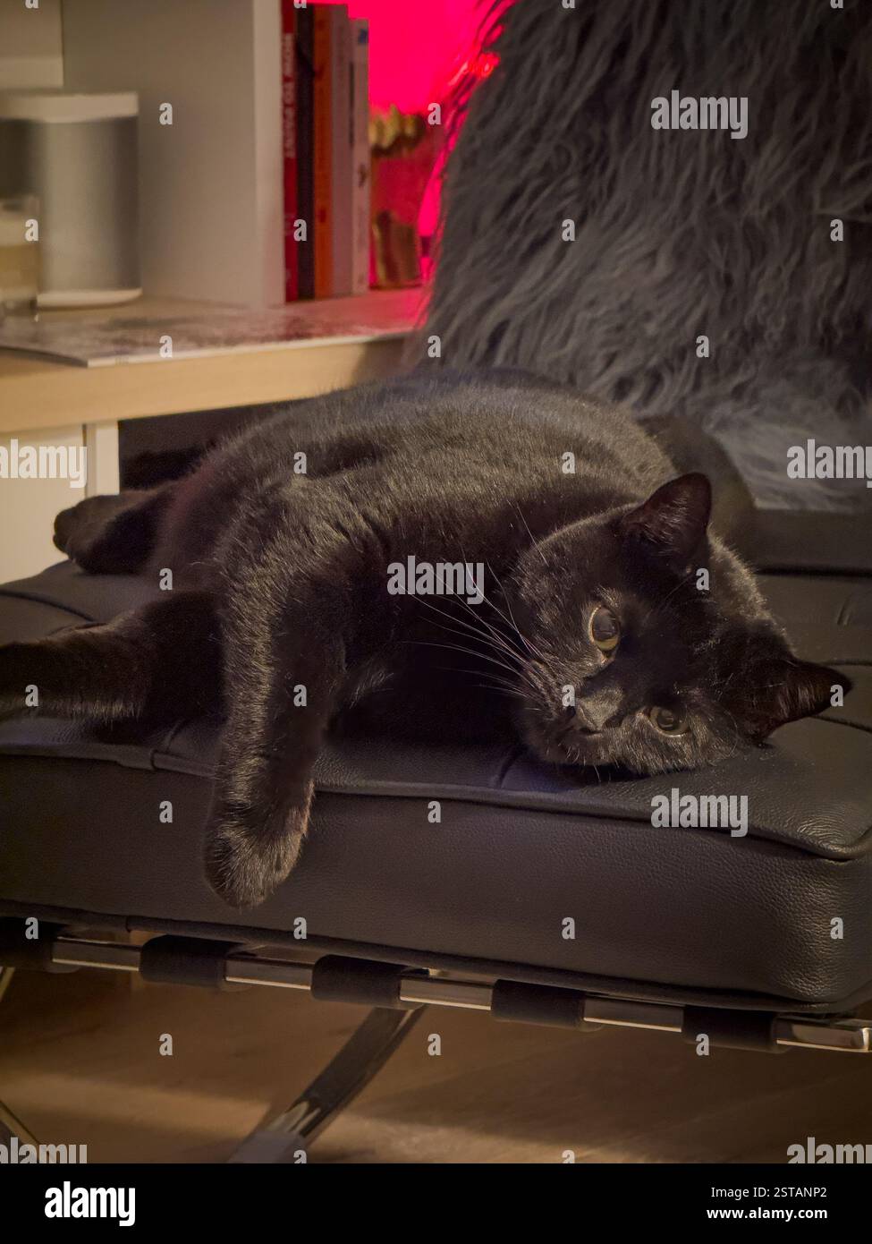 Elegante gatto nero con pelliccia simile a velluto e sgabello classico in pelle stile Barcellona. REGNO UNITO Foto Stock