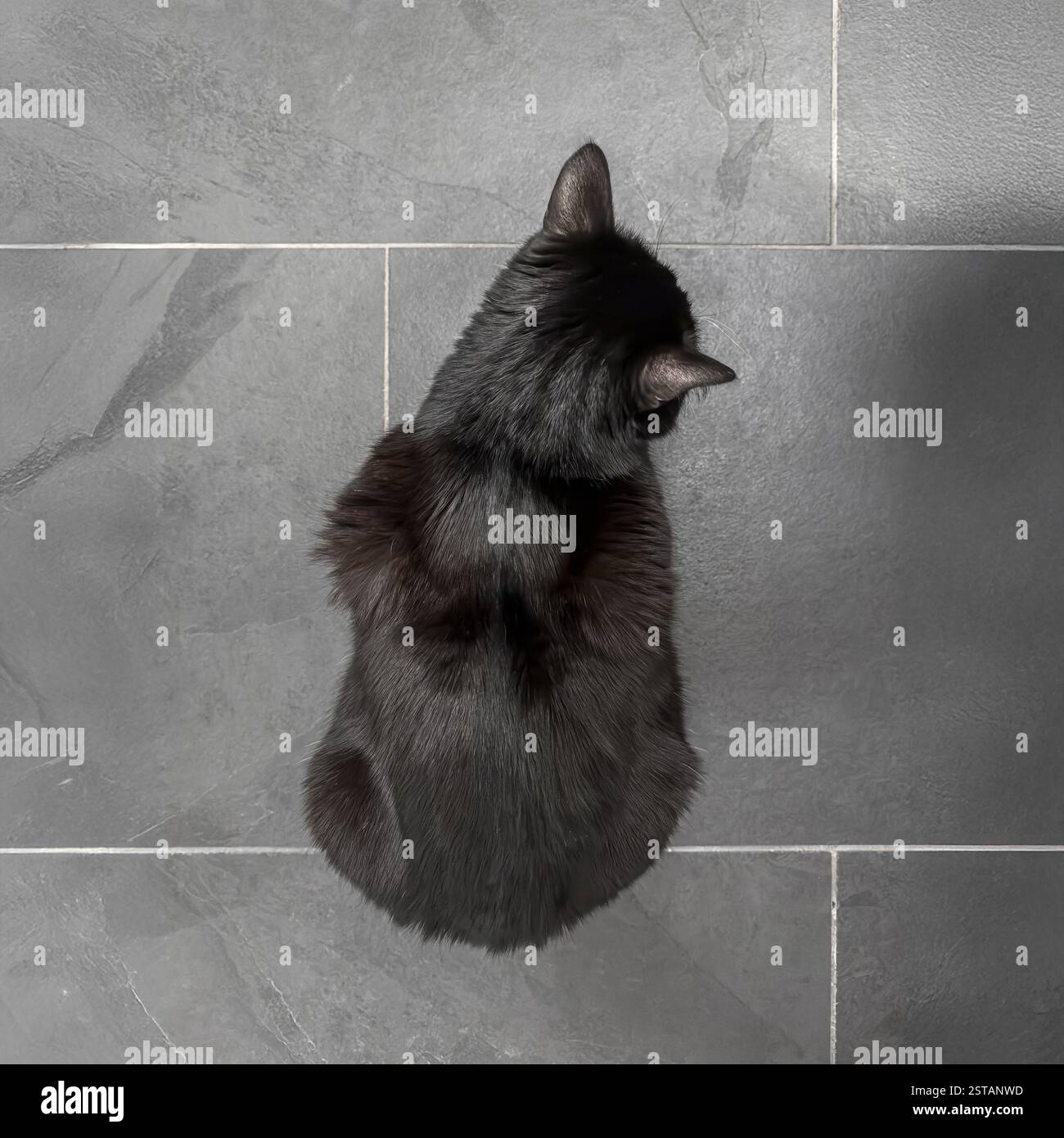 Vista dall'alto verso il basso di un gatto nero seduto su un pavimento piastrellato di ardesia grigia. Foto Stock