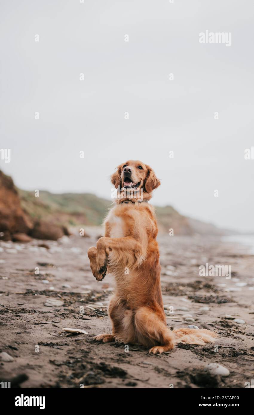 Un cane sta in piedi su una spiaggia, guardando la telecamera. Il cane indossa un collare ed è felice. La spiaggia è rocciosa e il cielo è nuvoloso Foto Stock