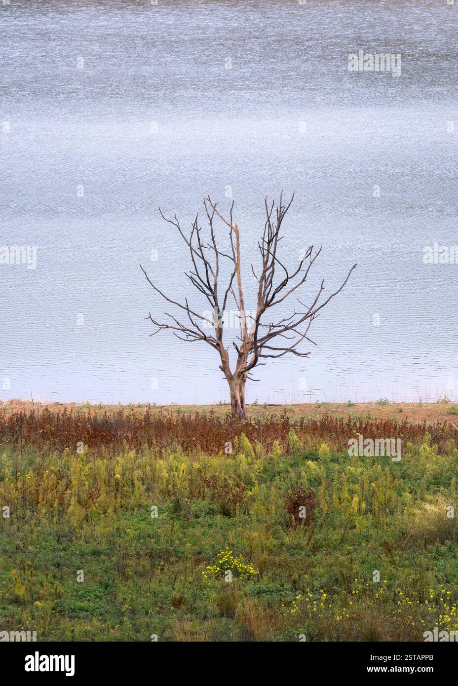 Un albero morto solitario sorge da una lussureggiante erba verde accanto a un sereno corpo d'acqua, catturando l'atmosfera tranquilla dell'autunno. Foto Stock