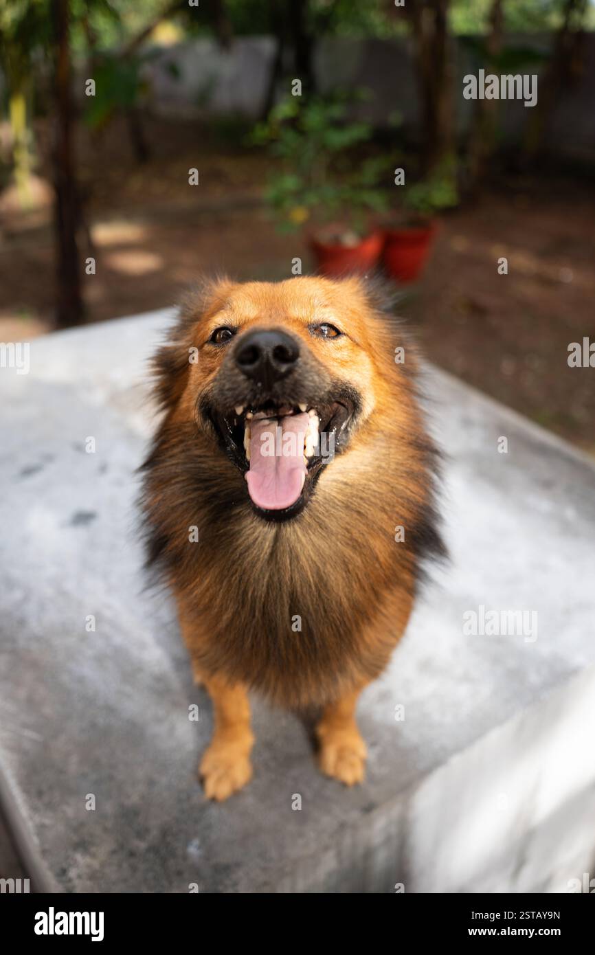 Un primo piano di una Pomerania indiana marrone Foto Stock