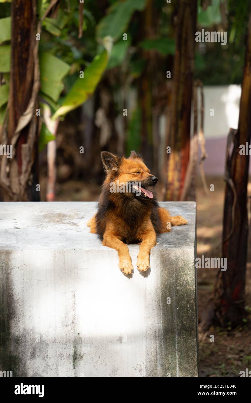 Un primo piano di una Pomerania indiana marrone Foto Stock