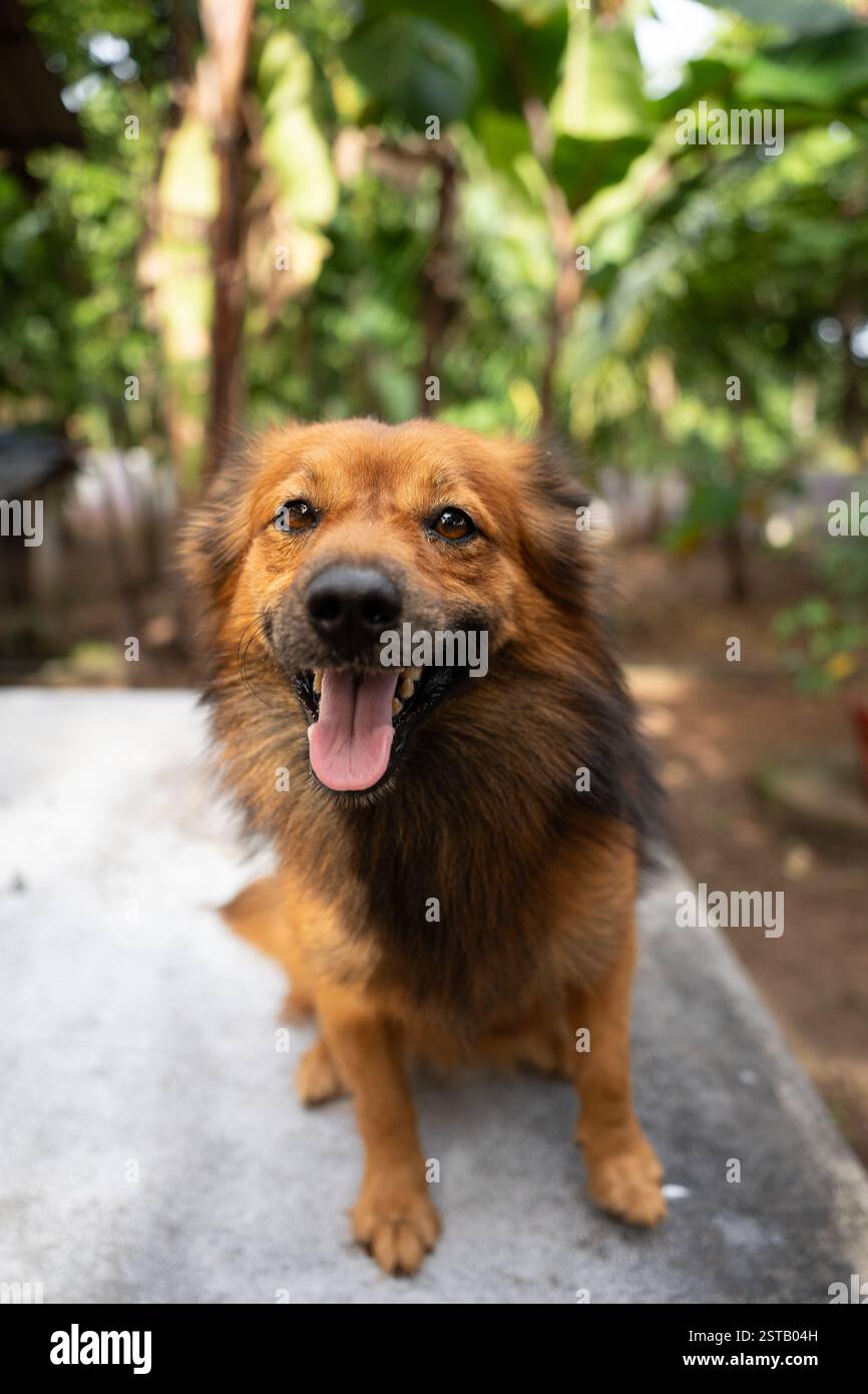 Un primo piano di una Pomerania indiana marrone Foto Stock