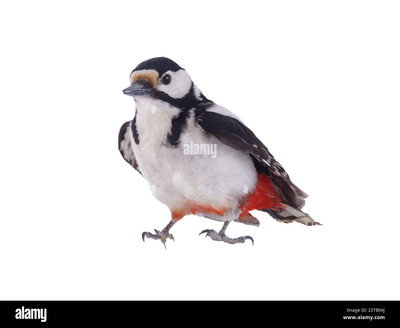 Picchio maculato (Dendrocopos Major) isolato su sfondo bianco Foto Stock Picchio maculato (Dendrocopos Major) isolato su sfondo bianco Foto Stock