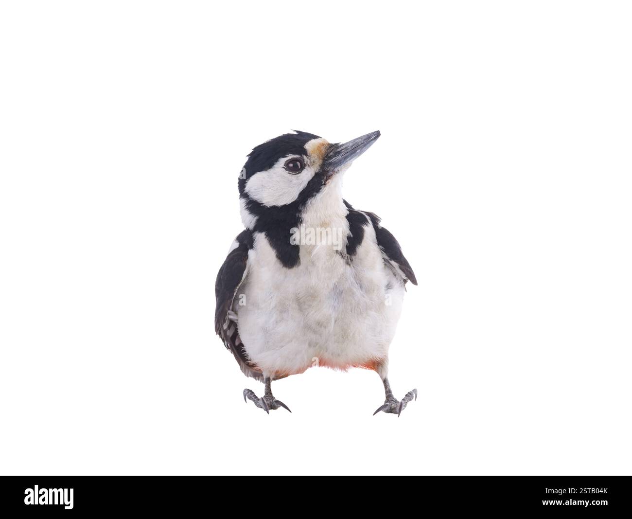 Picchio maculato (Dendrocopos Major) isolato su sfondo bianco Foto Stock Picchio maculato (Dendrocopos Major) isolato su sfondo bianco Foto Stock