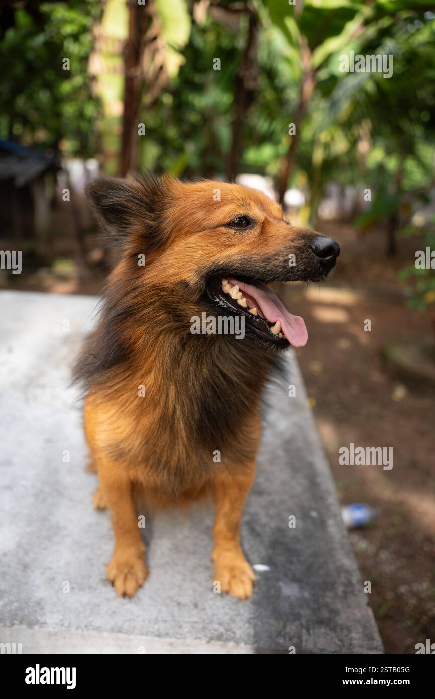 Un primo piano di una Pomerania indiana marrone Foto Stock