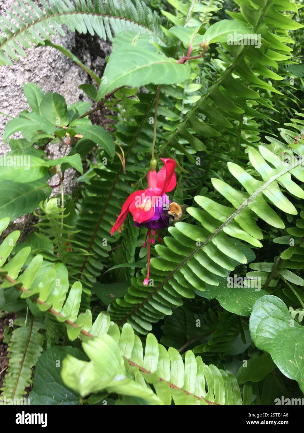 Fiore fucsia, vivace e delicato, fiorisce tra lussureggianti felci verdi. Un bumblebee, le ali che ronzano, impollina il fiore, contribuendo al ciclo Foto Stock