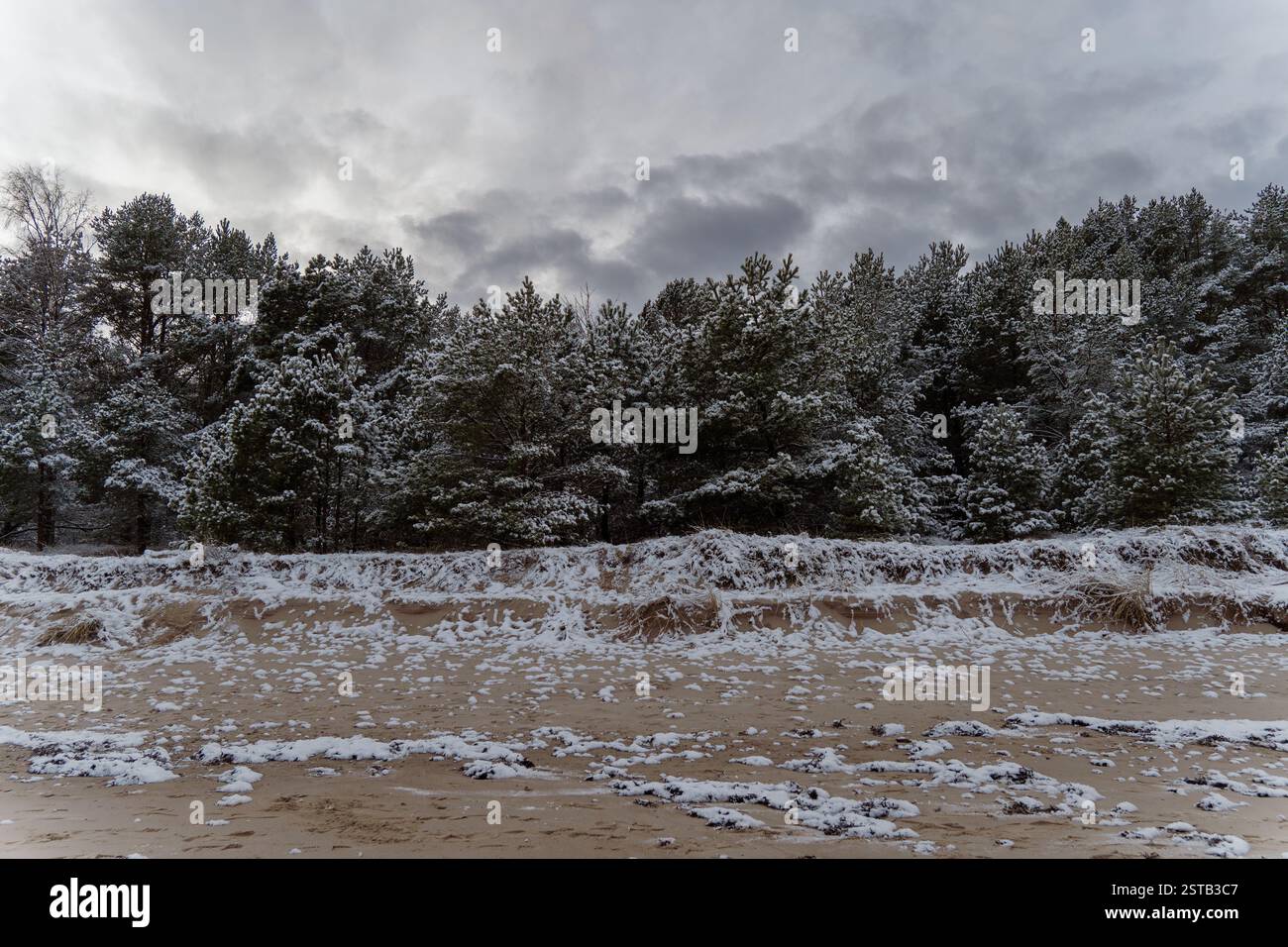 Zona costiera in inverno con piccoli pini innevati nella zona delle dune senza persone Foto Stock