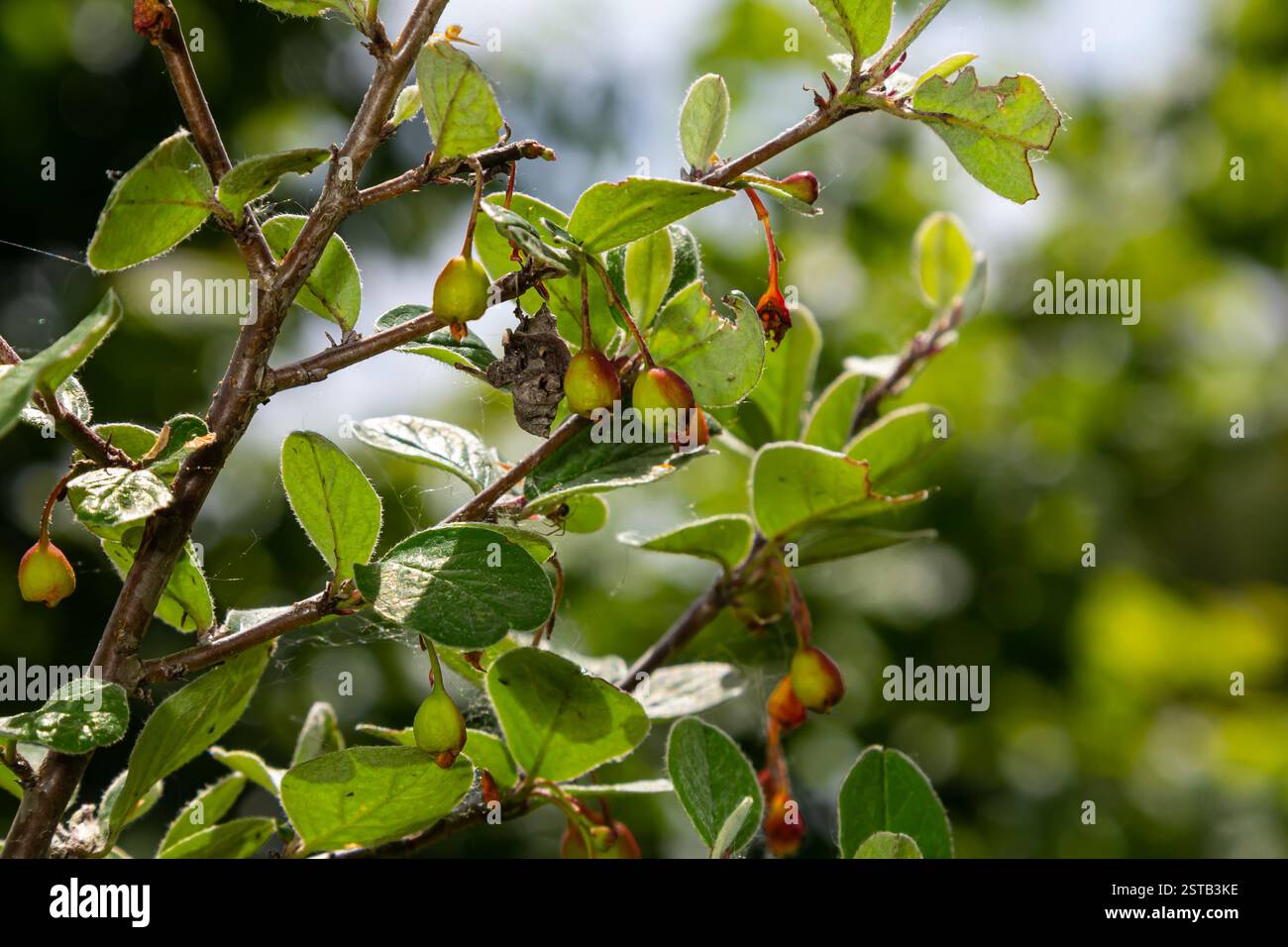 Cotoneaster procumbens. Pianta di agrumi di Cotoneaster con bacche rosse mature. Foto Stock