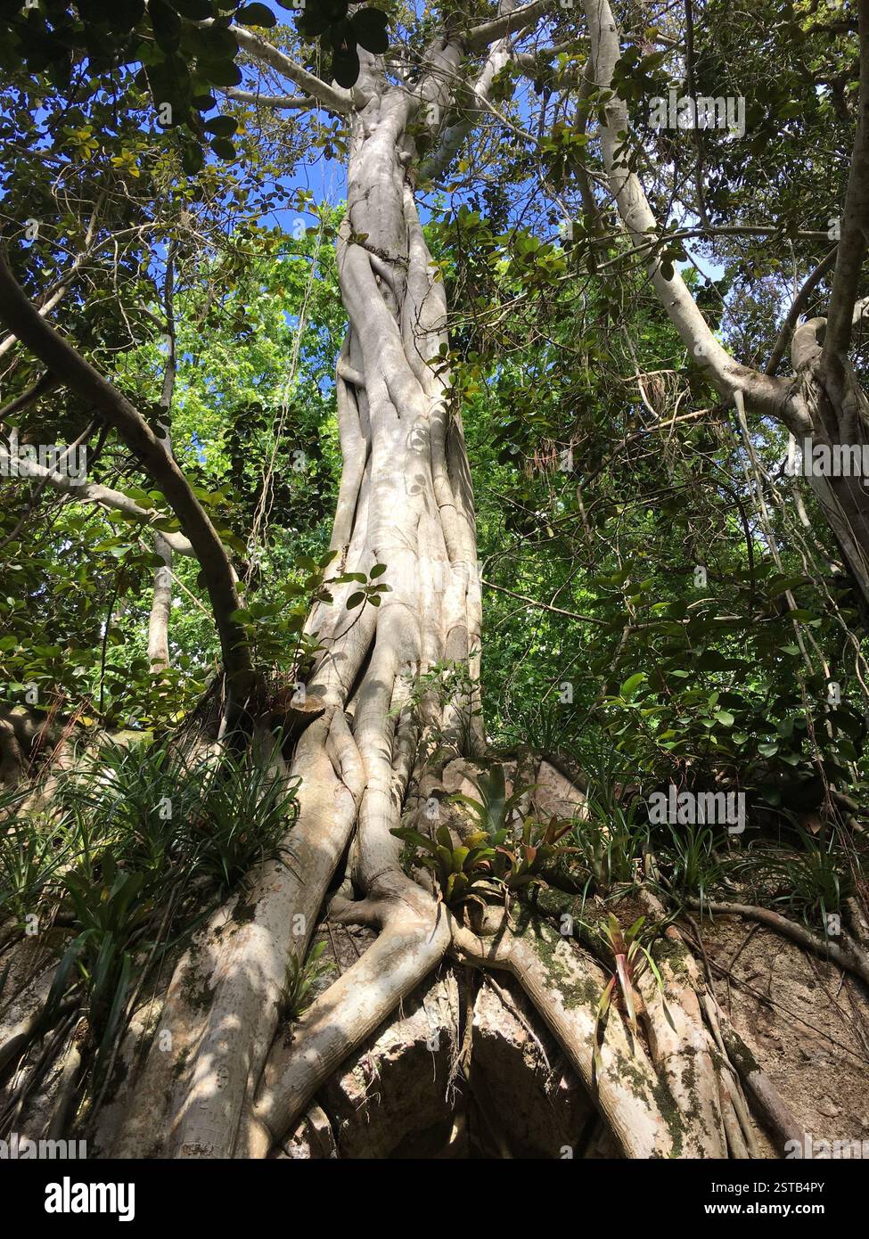 Antico albero di fico, Sintra, Portogallo. I suoi rami contorti e le radici esposte raggiungono il cielo. Un simbolo di resilienza e longevità, fiorente in mezzo Foto Stock