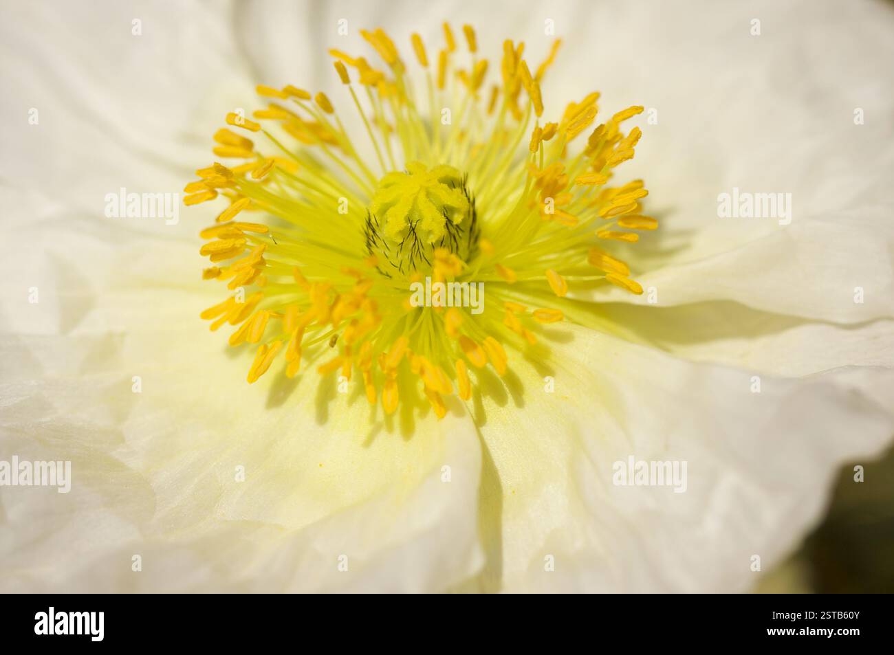 Macro White Islanda Poppie Bloom Foto Stock