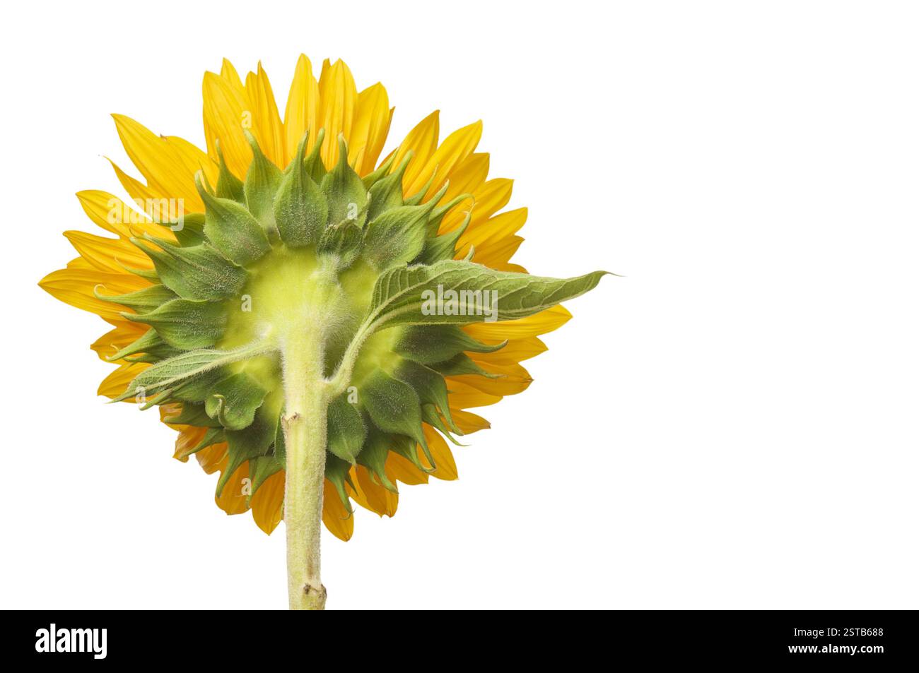 Vista posteriore del girasole grande isolato su sfondo bianco Foto Stock