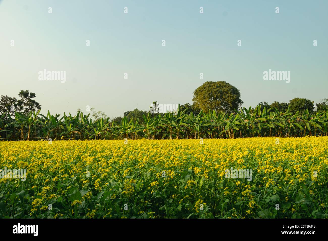 Campo di fiori di senape gialli. I fiori di senape sono anfibi e possono auto-impollinare, quindi non hanno bisogno di altre piante come impollinatori Foto Stock