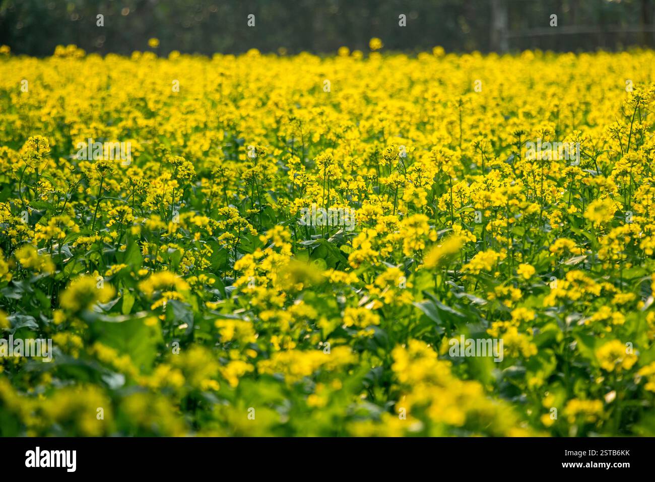 I fiori di senape sono anfibi e possono auto-impollinare, quindi non hanno bisogno di altre piante come impollinatori. Campo di fiori di senape gialli Foto Stock