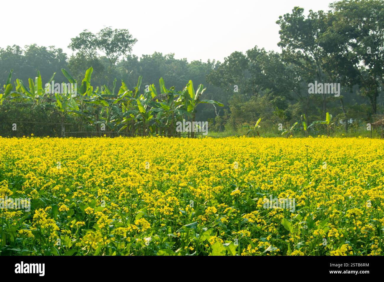 I fiori di senape sono delicati e lividi facilmente, rilasciando un aroma di senape pungente. Ogni cialda di frutta contiene fino a 20 semi Foto Stock