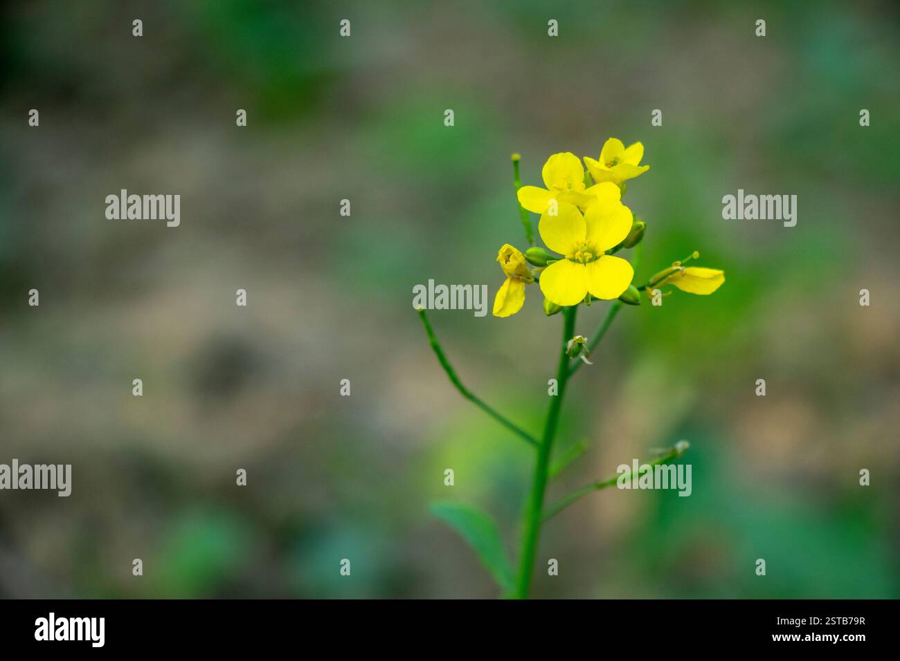 I fiori di senape sono ermafroditi e possono auto-impollinare, quindi non hanno bisogno di un'altra pianta come donatore di polline. Fiore di senape gialla Foto Stock