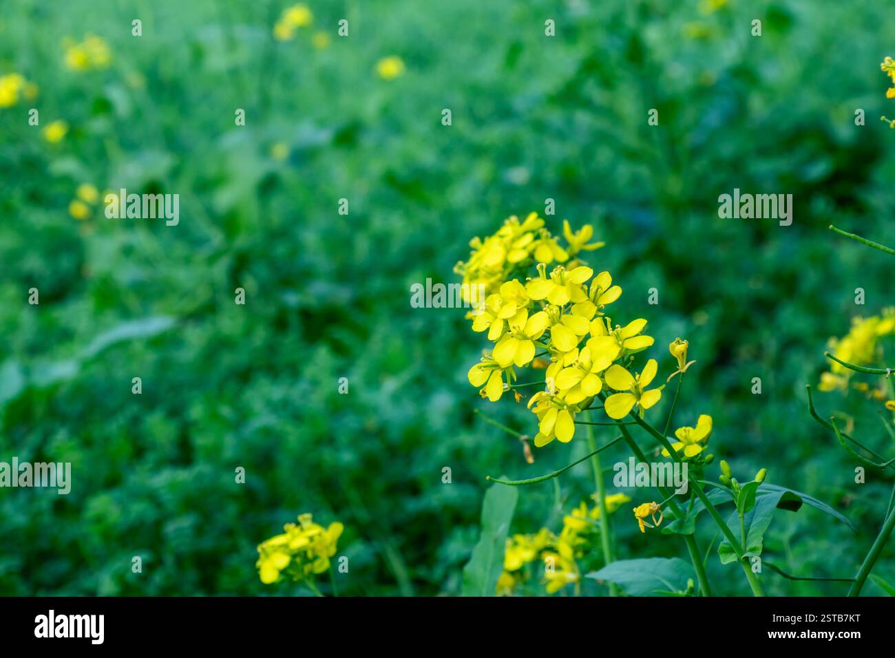 L'olio è fatto di senape. L'olio di senape è molto benefico per la salute. Esistono diversi tipi di senape. Fiore di senape gialla Foto Stock
