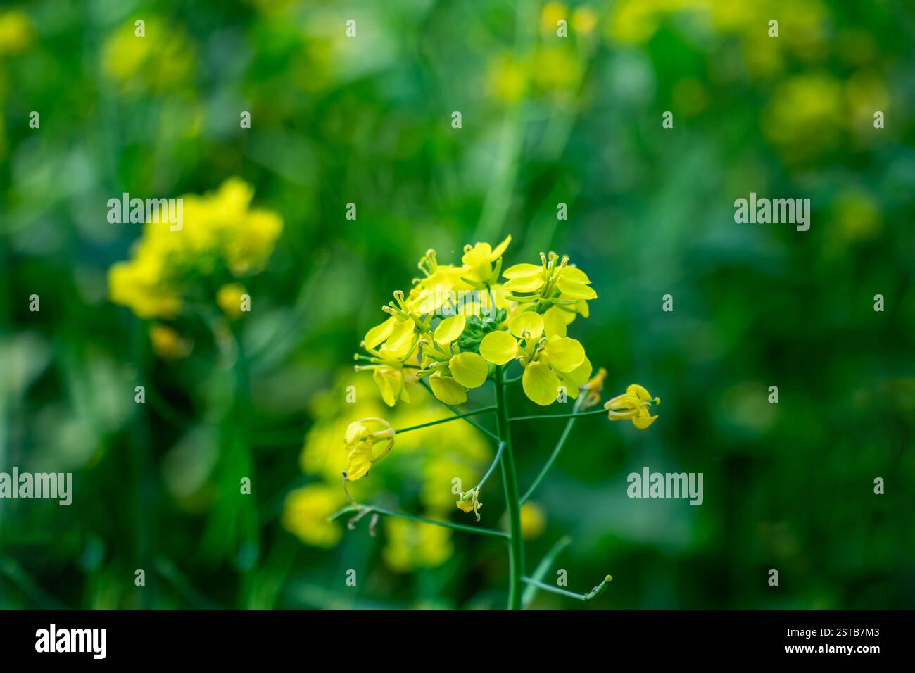 I fiori sono amari e vegetali con un finale piccante e piccante. L'olio è fatto di senape. L'olio di senape è molto benefico per la salute Foto Stock