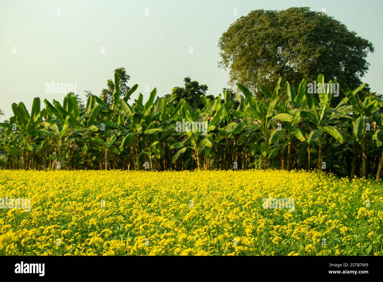 C'è un giardino di banane dietro il campo di senape. L'olio viene prodotto dalla senape. L'olio di senape è molto benefico per la salute Foto Stock