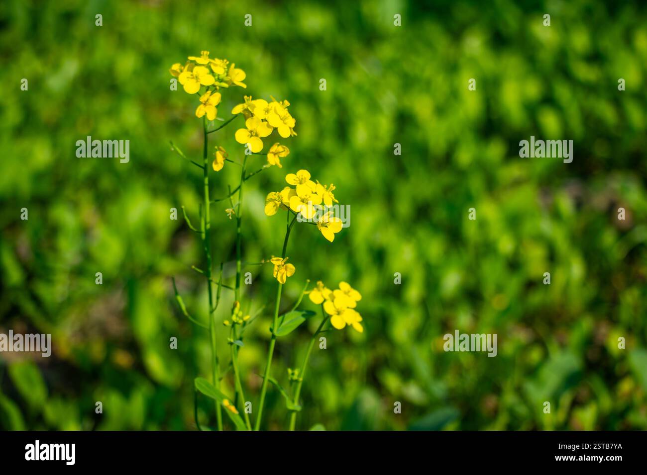 Fiori di senape gialli. I fiori sono amari ed erbacei, piccanti e di sapore simile al pepe. Ogni cialda di frutta contiene fino a 20 semi Foto Stock