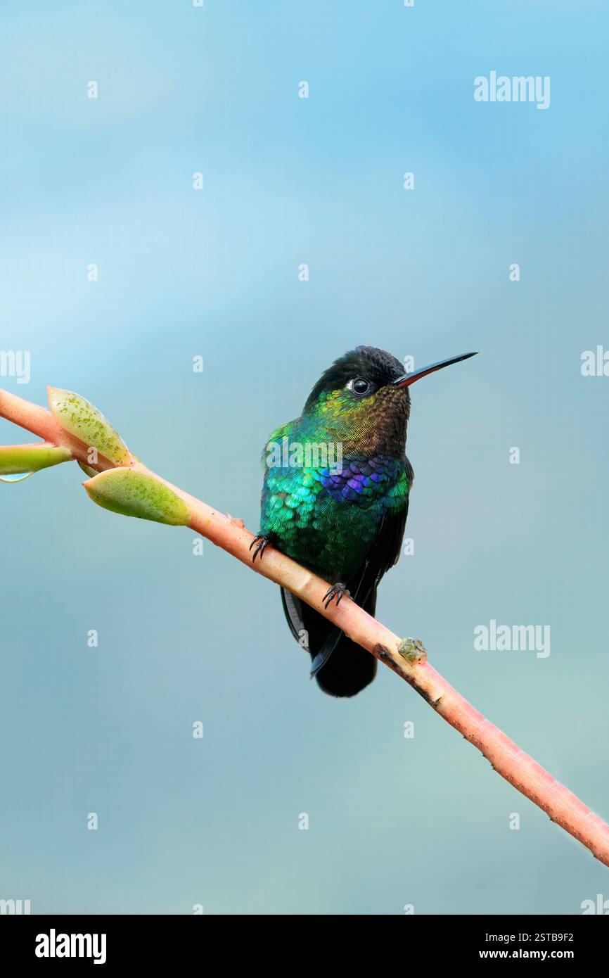 Hummingbird (Panterpe insignis) in una filiale, Costa Rica Foto Stock