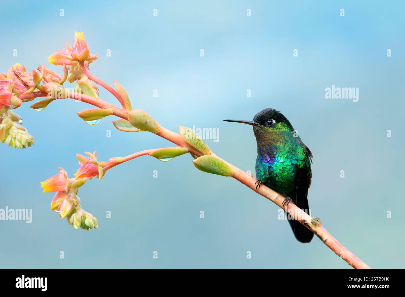 Hummingbird (Panterpe insignis) in una filiale, Costa Rica Foto Stock