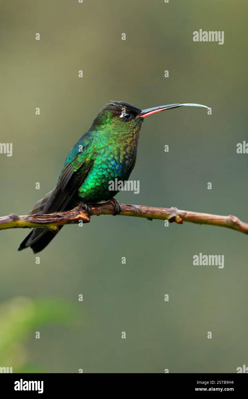 Hummingbird (Panterpe insignis) in una filiale, Costa Rica Foto Stock