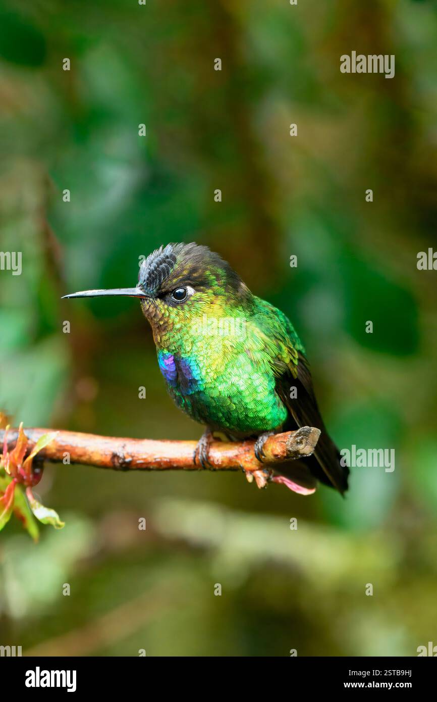 Hummingbird (Panterpe insignis) in una filiale, Costa Rica Foto Stock