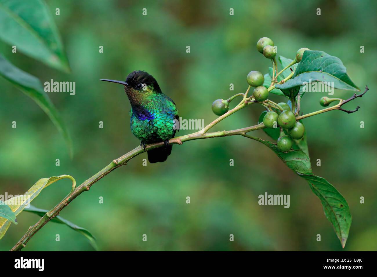 Hummingbird (Panterpe insignis) in una filiale, Costa Rica Foto Stock
