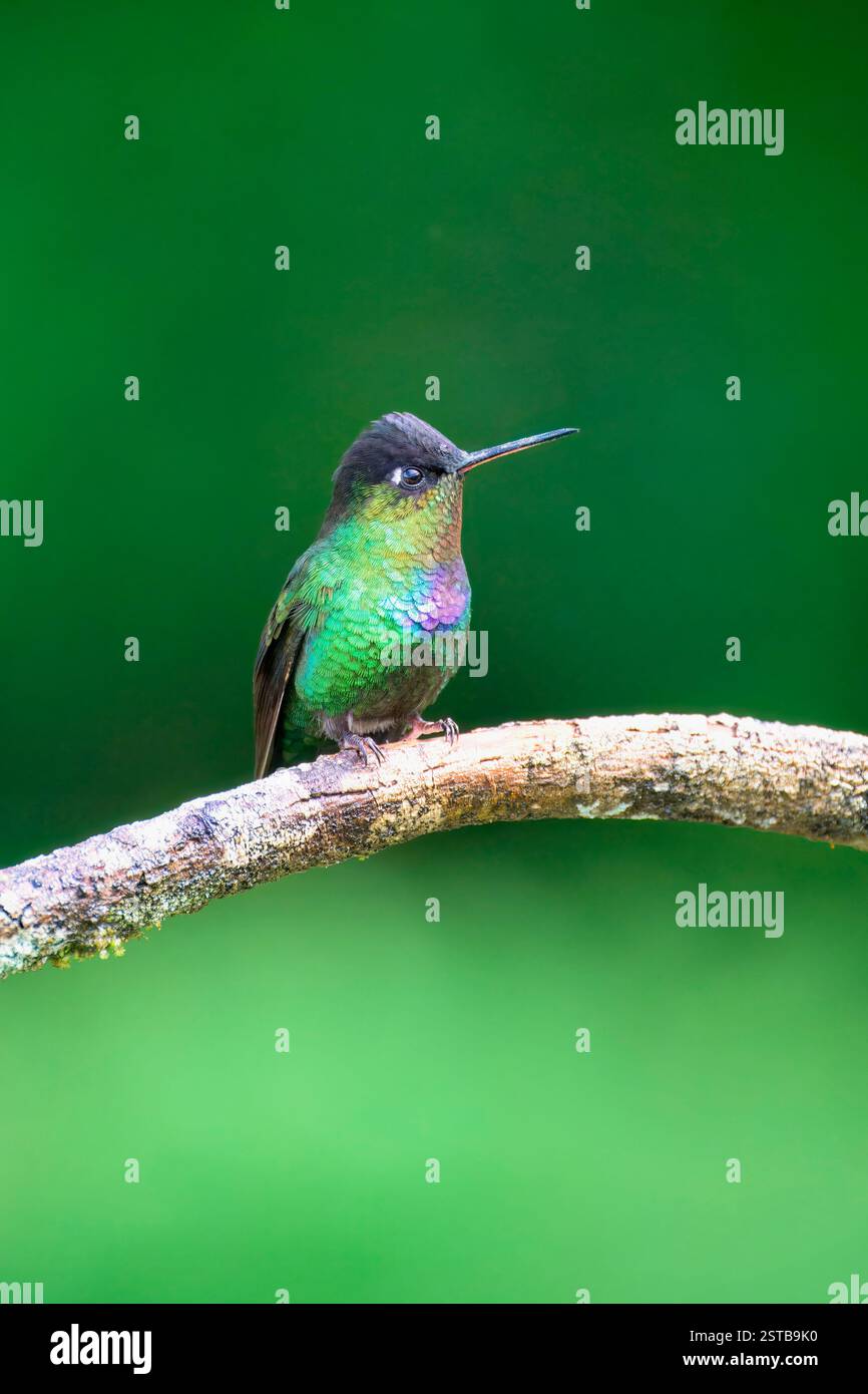 Hummingbird (Panterpe insignis) in una filiale, Costa Rica Foto Stock