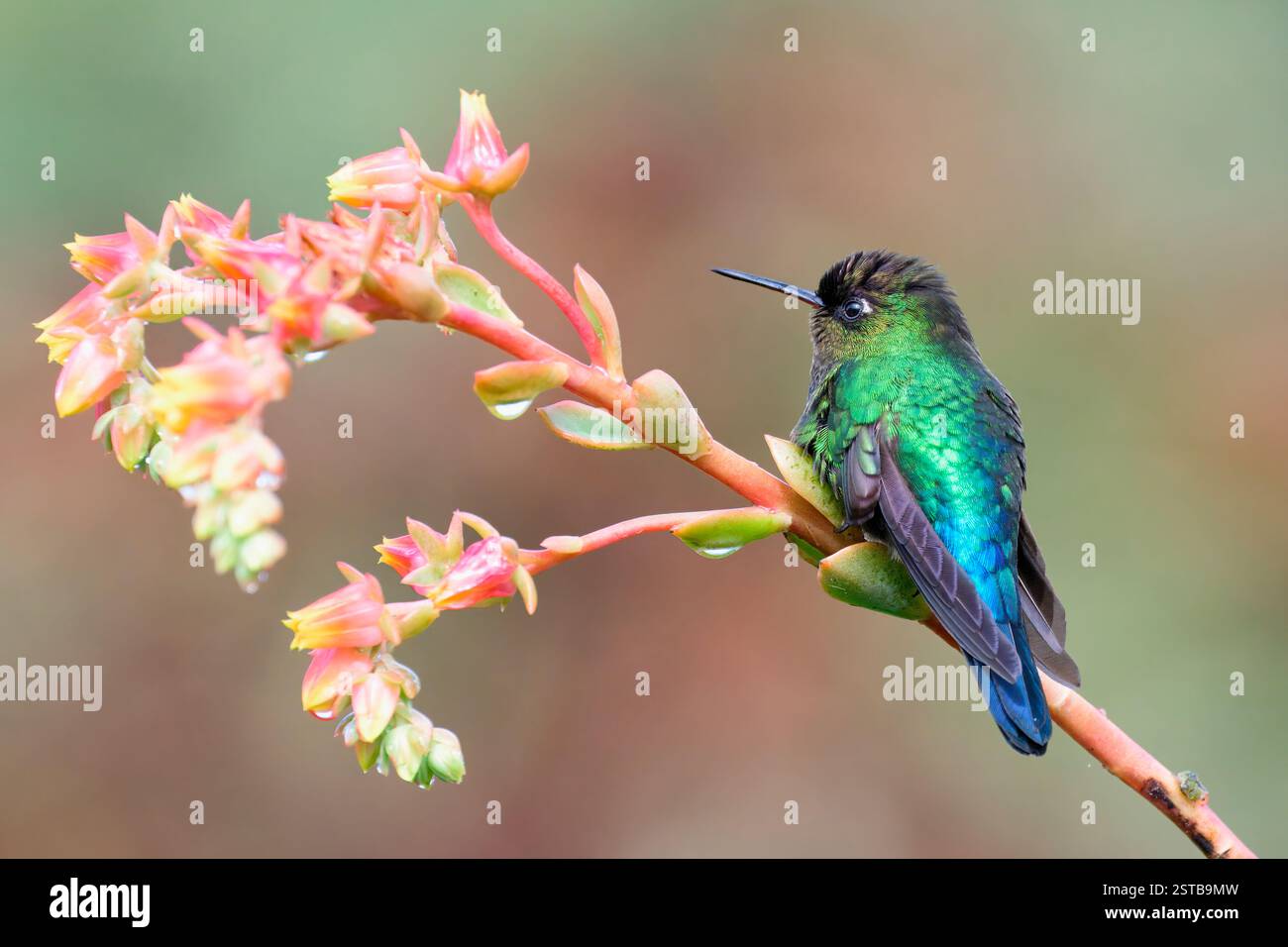 Hummingbird (Panterpe insignis) in una filiale, Costa Rica Foto Stock