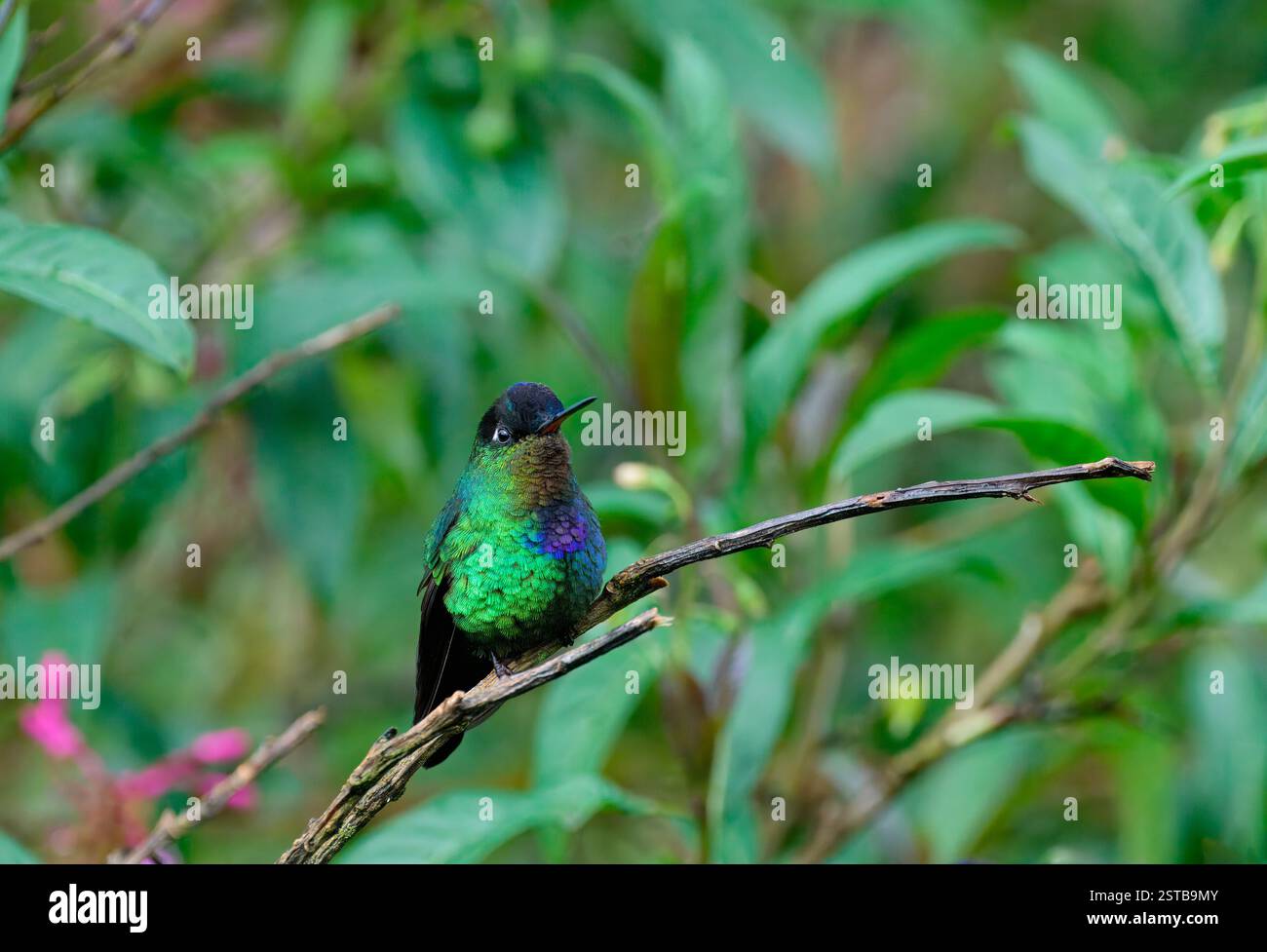 Hummingbird (Panterpe insignis) in una filiale, Costa Rica Foto Stock
