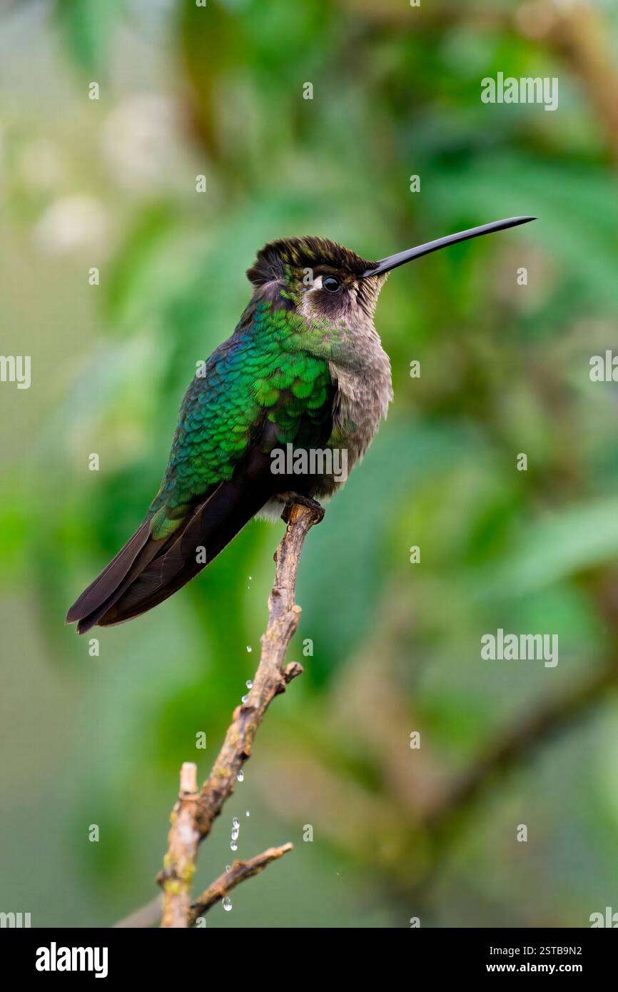 Hummingbird (Panterpe insignis) in una filiale, Costa Rica Foto Stock